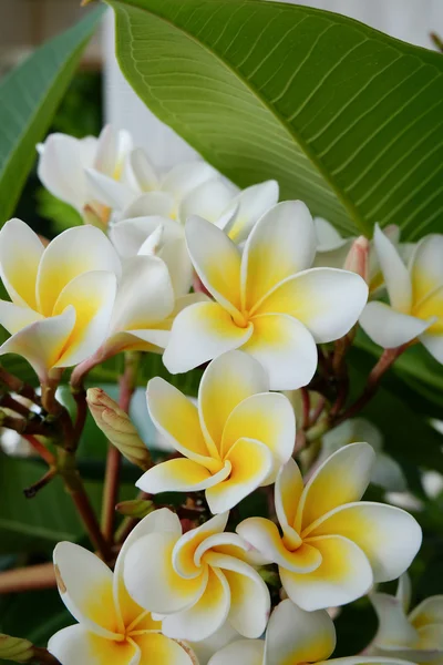 Flor tropical frangipani branca, flor de plumeria flor fresca — Fotografia de Stock