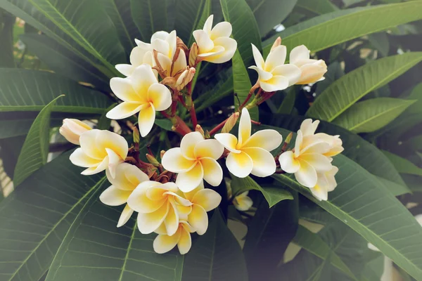 プルメリア南国の花、プルメリアの花を新鮮なを咲くホワイトします。 — ストック写真