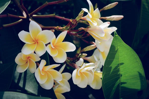 Vit frangipani tropisk blomma, plumeria blomma färska blommande — Stockfoto