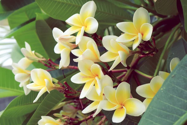 Flor tropical frangipani blanco, plumeria flor fresca floración — Foto de Stock