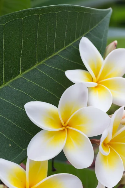 Flori tropicale frangipani albe, floare de plumerie — Fotografie, imagine de stoc