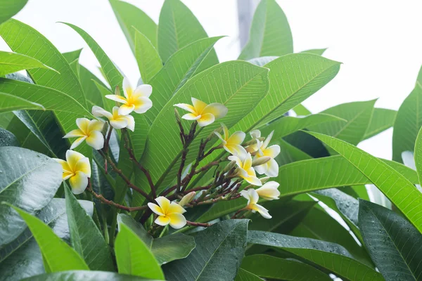 White frangipani plumeria tropical flower with water drops — Stock Photo, Image