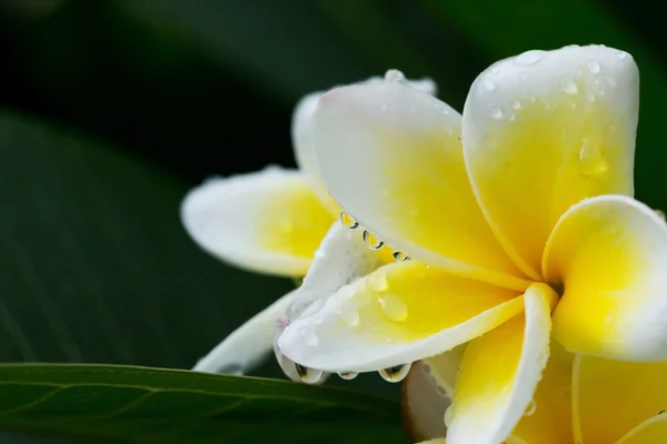 Blanco frangipani plumeria flor tropical con gotas de agua — Foto de Stock
