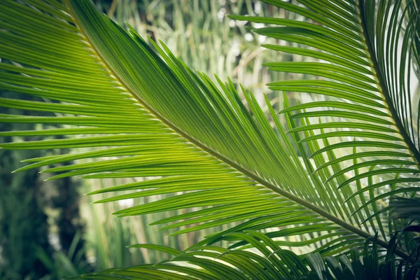 Grön blad naturlig bakgrund — Stockfoto