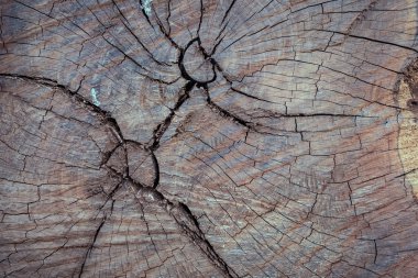 yıllık halka ahşap çatlamak hasar doku arka plan