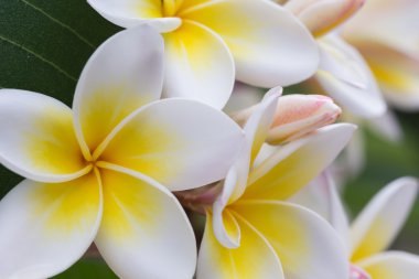 Beyaz frangipani tropikal çiçek, çiçek açan plumeria çiçek