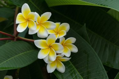 Beyaz frangipani plumeria tropikal çiçek su ile damla