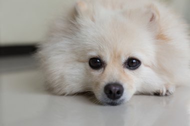 Beyaz pomeranian köpek yavrusu köpek