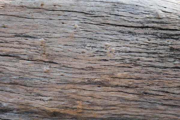 Textura de madera de piel seca de fondo de madera dura envejecida — Foto de Stock