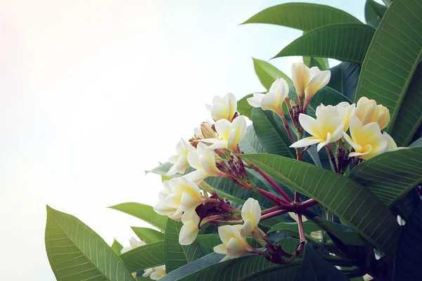 Fleur tropicale frangipani blanche, fleur plumeria floraison fraîche — Photo