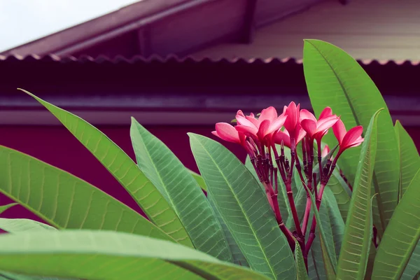 Rosa Frangipani tropische Blume, Plumeria Blume frisch blühend — Stockfoto