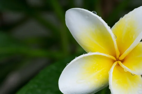 Vit frangipani plumeria tropisk blomma med vatten droppar — Stockfoto