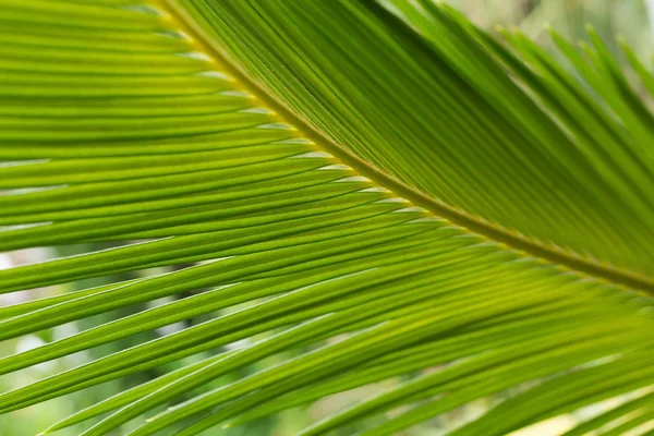 Yeşil yaprak doğal arkaplan — Stok fotoğraf