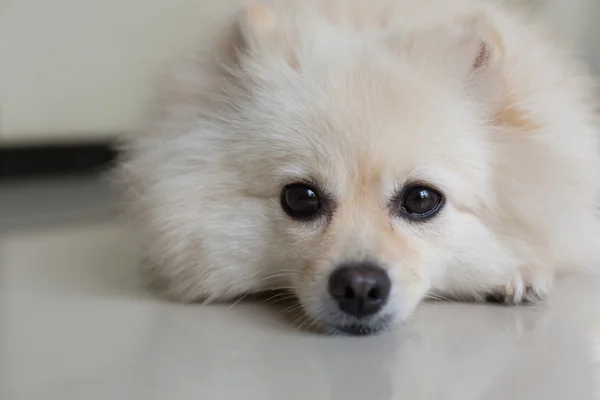 Witte Pommeren puppy hondje — Stockfoto