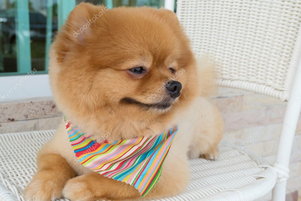 Pomeranian Puppy Dog Grooming With Short Hair Cute Pet Smiling