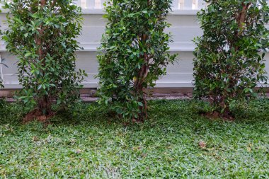 Arka Bahçe, Bahçe işleri ağaç ve otların dikimi