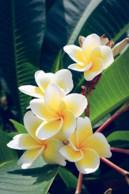 Frangipani tropikal çiçek, çiçek plumeria taze çiçek beyaz