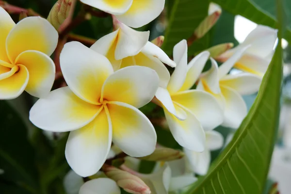 Flor tropical frangipani blanco, plumeria flor fresca floración — Foto de Stock