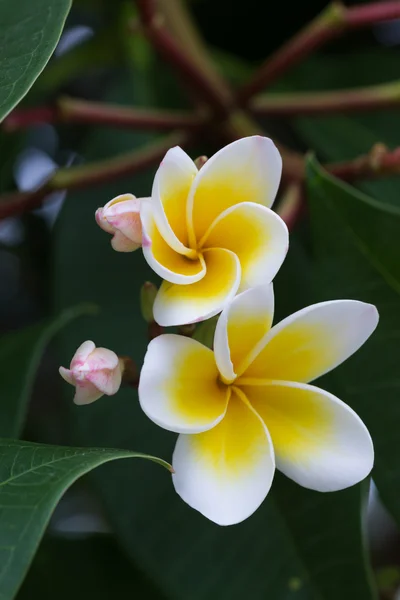 Flor tropical frangipani branca, flor de plumeria florescendo — Fotografia de Stock