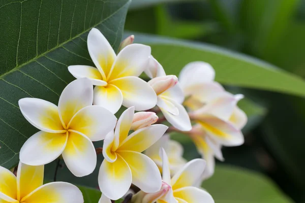 Flor tropical frangipani branca, flor de plumeria florescendo — Fotografia de Stock