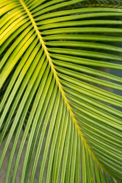 Groene blad natuurlijke achtergrond — Stockfoto