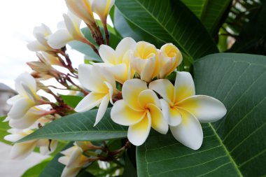 Frangipani tropikal çiçek, çiçek plumeria taze çiçek beyaz
