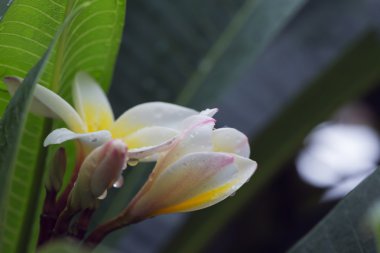 Beyaz frangipani plumeria tropikal çiçek su ile damla