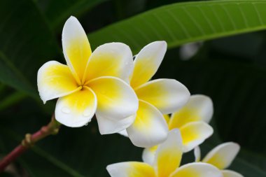 Beyaz frangipani plumeria tropikal çiçek su ile damla