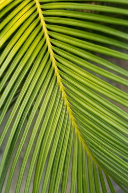 yeşil yaprak doğal arkaplan