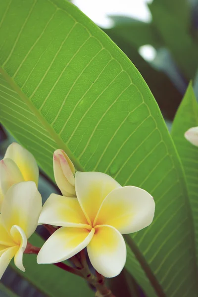 White frangipani tropical flower, plumeria flower fresh blooming — Stock Photo, Image