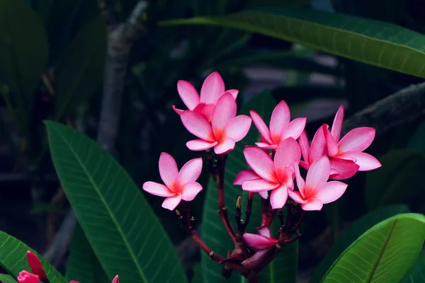 Fiore tropicale rosa frangipani, fiore di plumeria fioritura fresca — Foto Stock