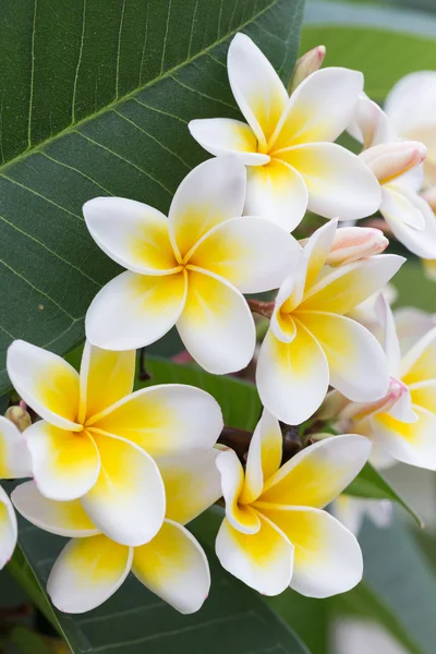 Flor tropical de frangipani blanco, flor de plumeria que florece — Foto de Stock