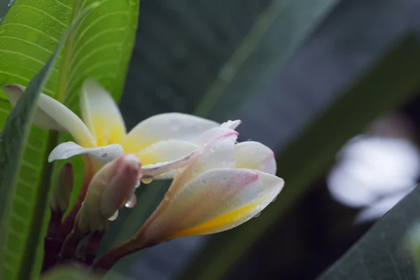 Vit frangipani plumeria tropisk blomma med vatten droppar — Stockfoto
