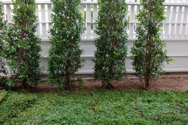 Arka Bahçe, Bahçe işleri ağaç ve otların dikimi