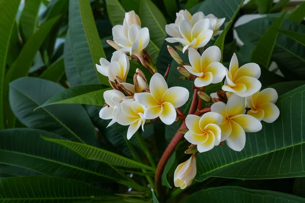 Flor tropical frangipani blanco, plumeria flor fresca floración — Foto de Stock