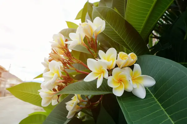 Vit frangipani tropisk blomma, plumeria blomma färska blommande — Stockfoto