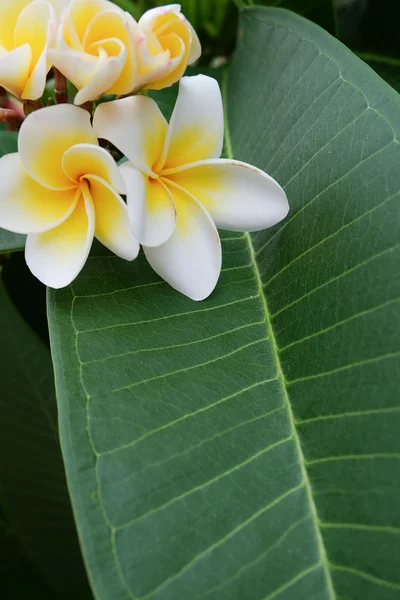 White frangipani tropical flower, plumeria flower fresh blooming — Stock Photo, Image