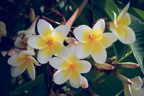 Flor tropical frangipani branca, flor de plumeria flor fresca — Fotografia de Stock