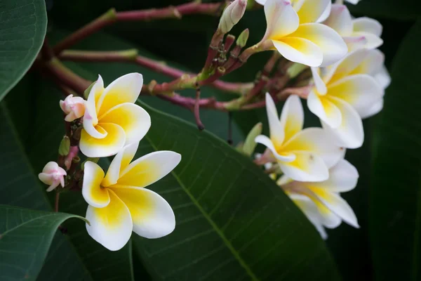 Λευκό Φραντζιπάνι τροπικό λουλούδι, λουλούδι plumeria ανθισμένα — Φωτογραφία Αρχείου