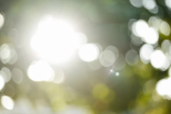 sunlight through leaves on tree, image blur bokeh background