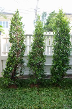 Arka Bahçe, Bahçe işleri ağaç ve otların dikimi