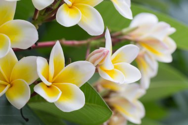 Beyaz frangipani tropikal çiçek, çiçek açan plumeria çiçek