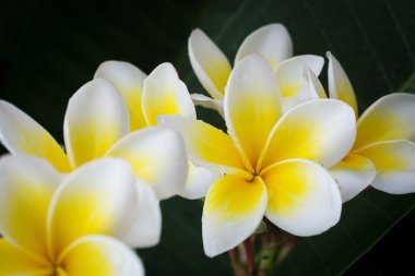 Beyaz frangipani plumeria tropikal çiçek su ile damla