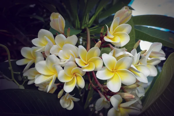 Fleur tropicale frangipani blanche, fleur plumeria floraison fraîche — Photo