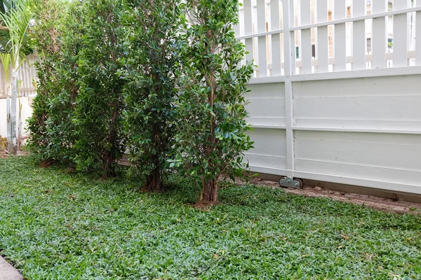 Cortile, lavori di cantiere piantare albero ed erba in giardino — Foto Stock