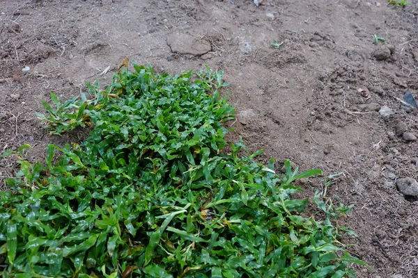 Backyard, yard work planting a new sod grass in garden — Stock Photo, Image