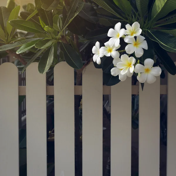 Blanc frangipani plumeria tropical spa fleur en maison de jardin — Photo