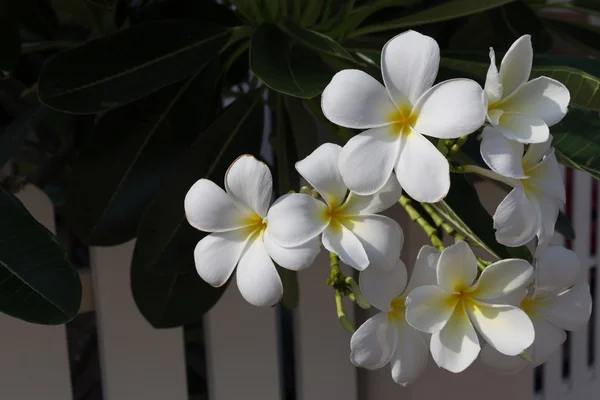 庭で白いフランジパニ プルメリア トロピカル スパ — ストック写真