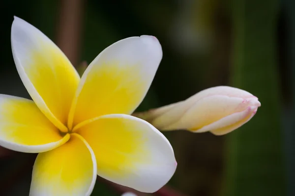 Белый frangipani тропический цветок, plumeria цветок цветения — стоковое фото