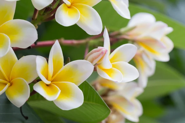 Vit frangipani tropisk blomma, plumeria blomma blommar — Stockfoto